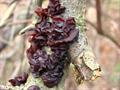 Auricularia auricula